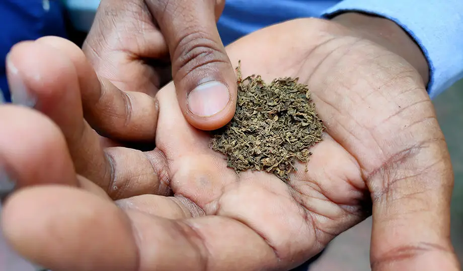 Why Chewing Tobacco Is Addictive